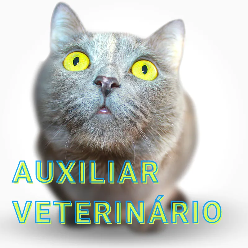 AUXILIAR VETERINÁRIO-básico